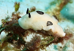 Raja Ampat 2016 - Jorruna funebris - Funeral jorunna - Nudibranche - Doris Funebre - IMG_5573_rc